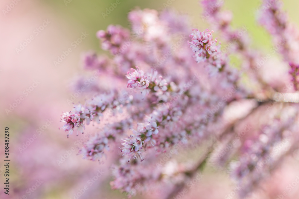 Obraz premium Light pink background from delicate tamarix flowers. Pink Blooming banche Tamarix tetrandra. Four Stamen Tamarisk. 