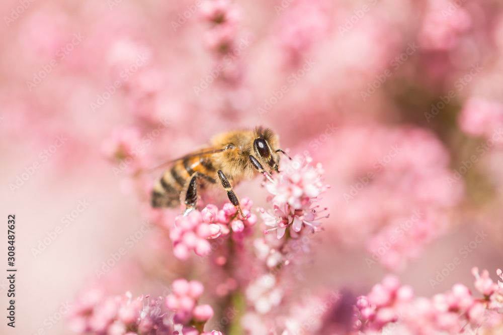 Honey bee among pink flowers Tamarix tetrandra, closeup, blurred background Honey bee among pink flowers Tamarix tetrandra, closeup, blurred background