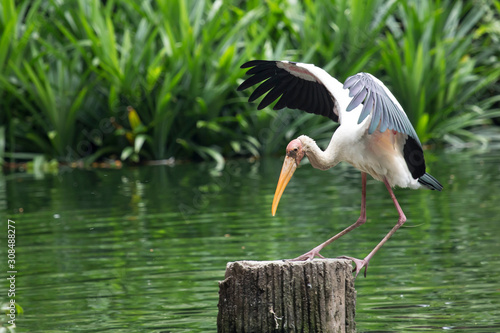 A Stork Landing on a Log