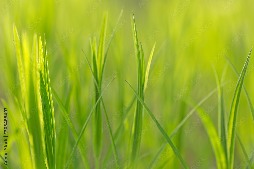 Naklejka premium Green leaf and water drops close-up, natural green conception. Dew drops on green leaves, beautiful blurred bokeh background. green nature concept. earth day, save pure water concept.