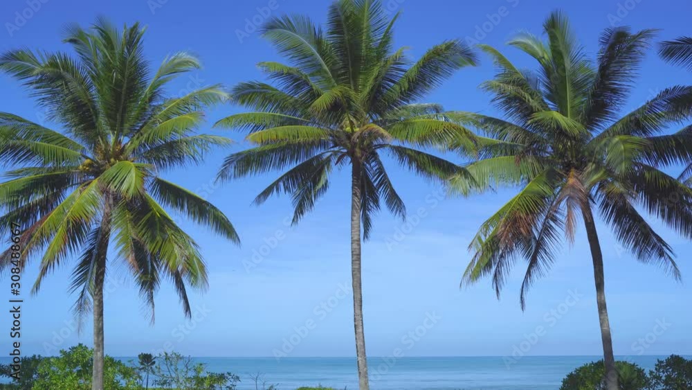 Beautiful wild island beach and palms Phuket Thailand sea and white sand and blue sky and beach loungers. Amazing summer travel vacation beach background. Turquoise sea water and coconut tree