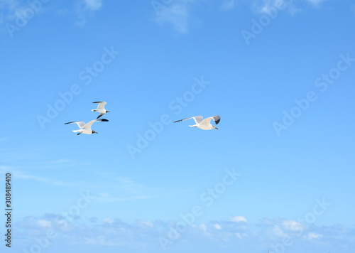 Flock of Seagulls Flying over ocean