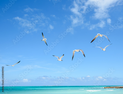 Flock of Seagulls Flying over ocean