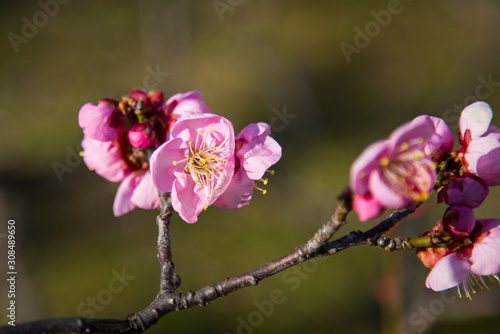 Pink Sakura Cherry Blossom