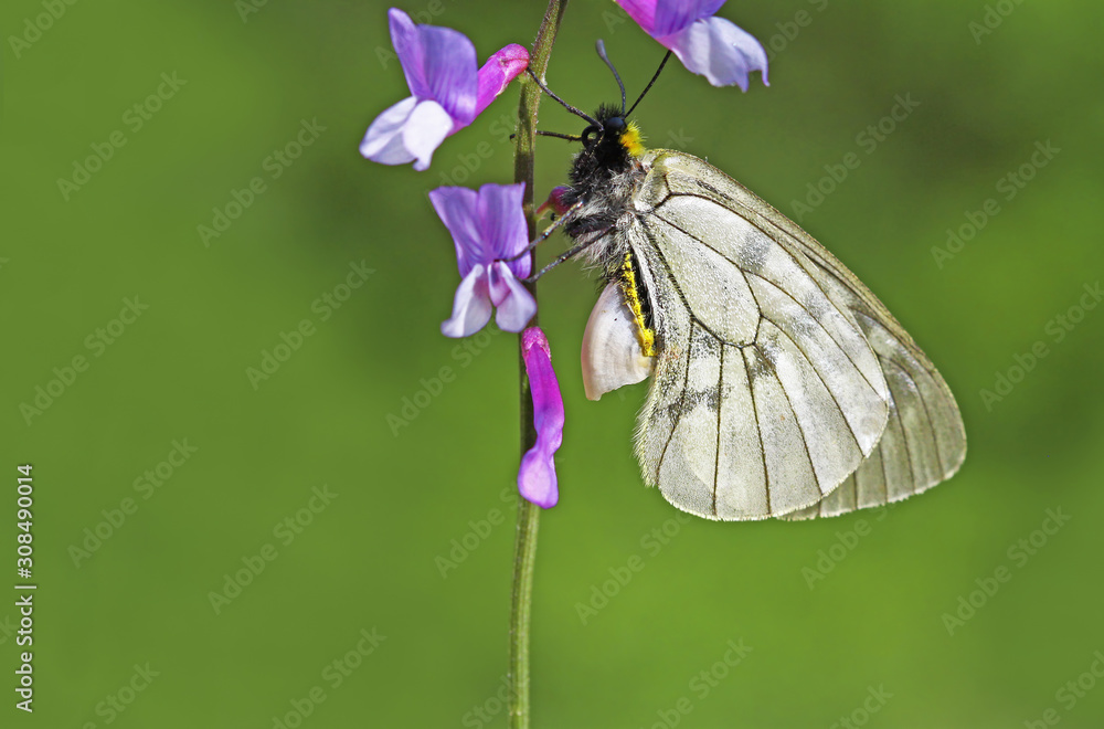 Smoky apollo butterfly; Parnassius mnemosyne Smoky apollo butterfly; Parnassius mnemosyne