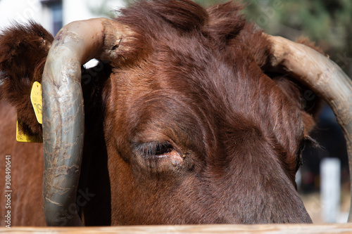 portrait of a Harzer Rotvieh cow © Dirk