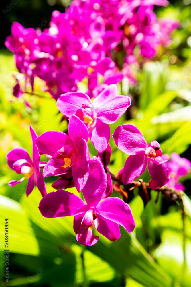 Castle Grant, St. Joseph / Barbados - 04 16 2019: Pink blossom flower