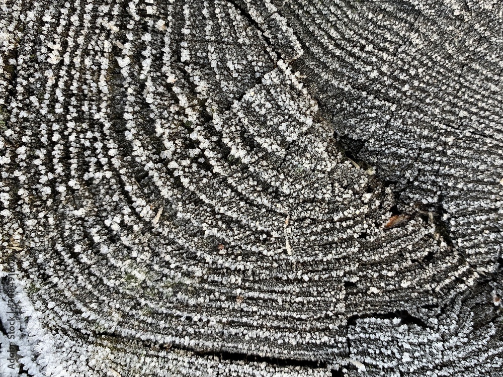 Fototapeta premium Background texture: traces on a cut tree. The trunk of the tree in the section is covered with hoarfrost. Patterns from frost on a stump.