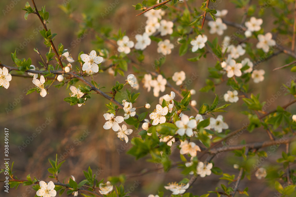 Spring branch of a blossoming apple tree on garden background