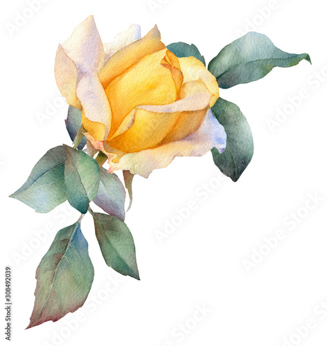 Vászonkép Hand drawn watercolor arrangement with picturesque yellow rose flower and green leaves isolated on a white background