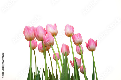 Colorful tulips over white background