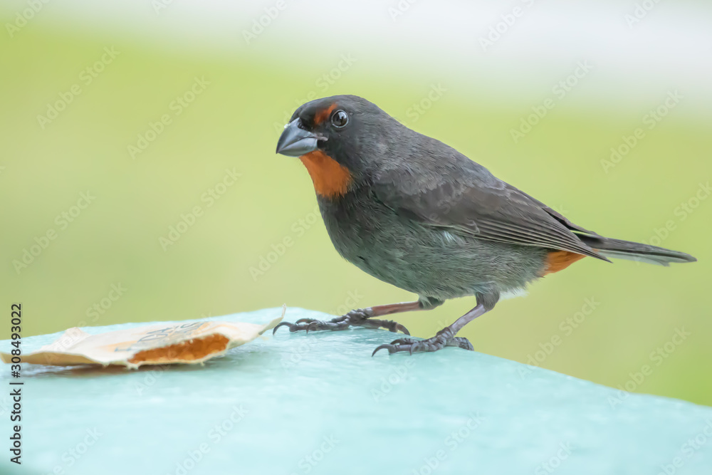 Jolly Beach St. Mary / Antigua - 04 16 2018: Male Lesser Antillean Bullfinch eating sugar in Jolly Harbour, Antigua