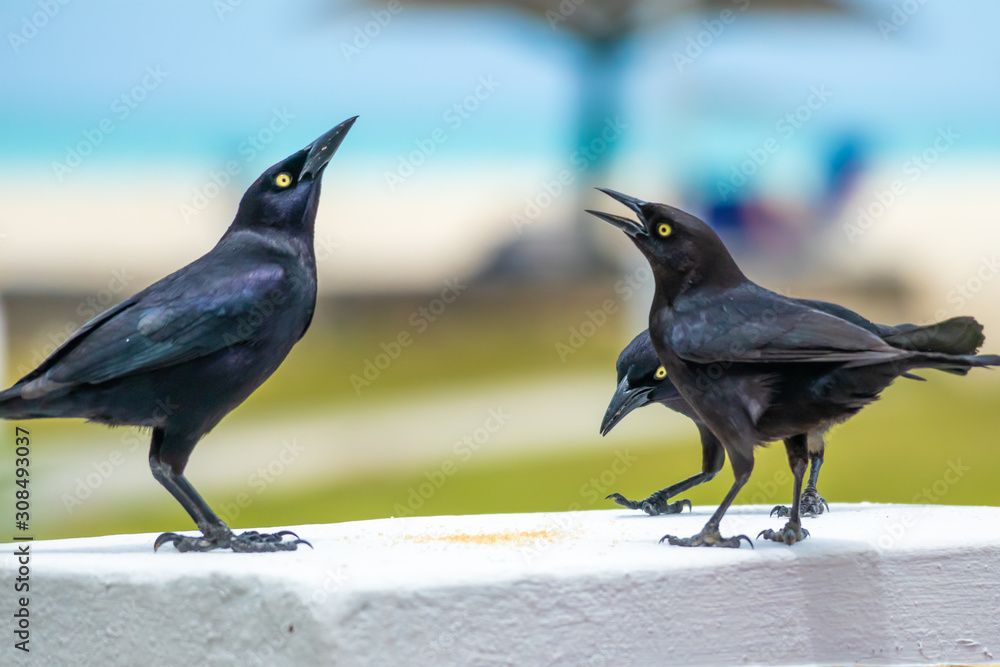 Jolly Beach St. Mary / Antigua - 04 16 2018: Three Black Birds (Carib Grackle) having a meeting on a wall in Jolly Beach, Antigua