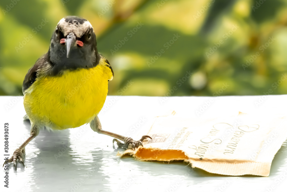 Jolly Beach, St. Mary / Antigua - 04 16 2018: Sugar Bird, Bananaquit or “Honeycreeper” purched on a wall eating sugar