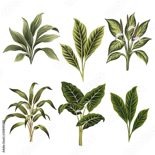 Tropical vintage plants floral clip art. Exotic botanical print.