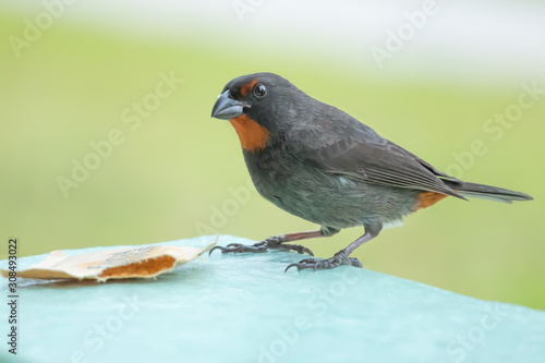 Obraz na płótnie Jolly Beach St. Mary / Antigua - 04 16 2018: Male Lesser Antillean Bullfinch eating sugar in Jolly Harbour, Antigua w salonie