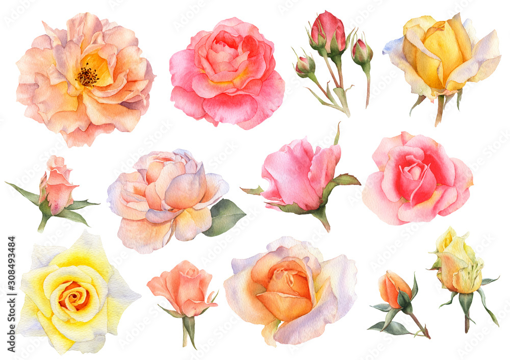 Fototapeta premium Set of picturesque pink, yellow and tea rose flowers and rosebuds hand drawn in watercolor isolated on a white background. Ideal for creating floral arrangements for invitations, cards and patterns.