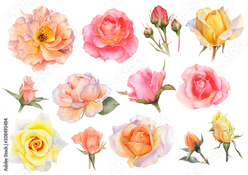 Set of picturesque pink, yellow and tea rose flowers and rosebuds hand drawn in watercolor isolated on a white background. Ideal for creating floral arrangements for invitations, cards and patterns. photo