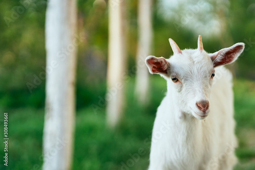 goat on the meadow © SHOTPRIME STUDIO