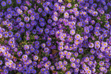 carpet of autumn purple flowers aster dumosus. Blooming carpet of flowers aster dumosus in autumn. Cushionaster, aster dumosus is a garden groundcover plant. 