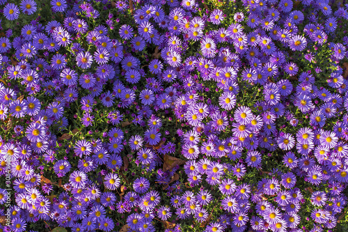 carpet of autumn purple flowers aster dumosus. Blooming carpet of flowers aster dumosus in autumn. Cushionaster, aster dumosus is a garden groundcover plant.  photo