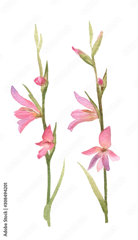 Hand drawn watercolor set of two branches with tender pink flowers and green leaves isolated on a white background. Floral elements for creating invitations, greeting cards. Botanical illustration Hand drawn watercolor set of two branches with tender pink flowers and green leaves isolated on a white background. Floral elements for creating invitations, greeting cards. Botanical illustration