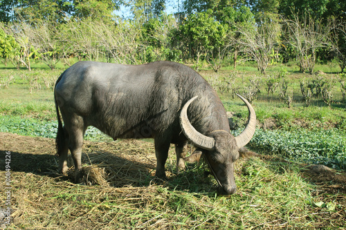 Buffalo in Thailand. buffalo in field eating the grass