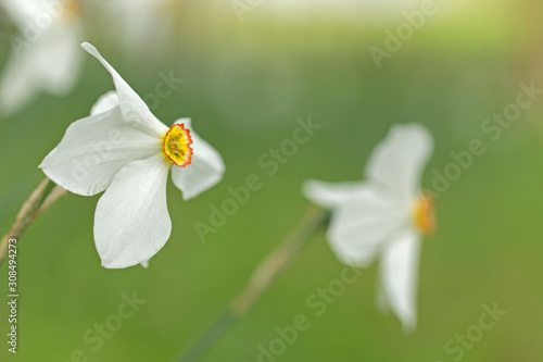 fragile wild flowers of Narcissus angustifolius. flower Narcissus angustifolius selective focus. 
