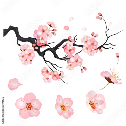 Blossom cherry flowers on branch of Japanese sakura tree. Vector