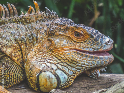 green iguana © Gabylan