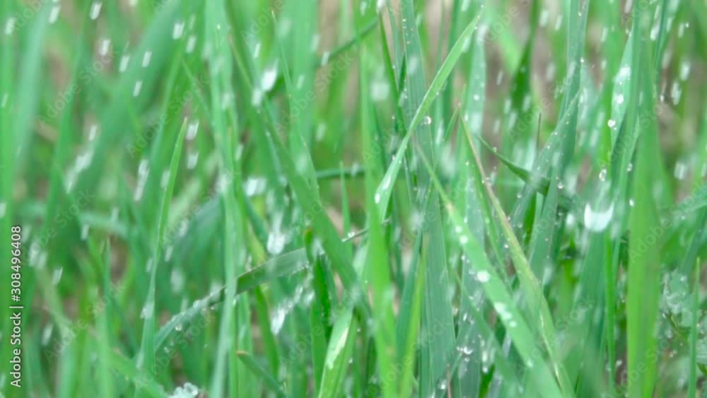 Rain Water Drops Falling Over Green Summer Grass Rain Drop With Fresh Green Leaf For Nature. Close Up. Slow Motion. Water Drops Falling on Spring Leaves. Closeup. Natural Background. Bokeh Shallow DOF Rain Water Drops Falling Over Green Summer Grass Rain Drop With Fresh Green Leaf For Nature. Close Up. Slow Motion. Water Drops Falling on Spring Leaves. Closeup. Natural Background. Bokeh Shallow DOF