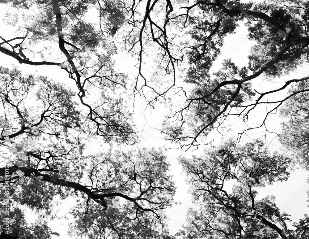 Leafless branches isolated on white background Leafless branches isolated on white background