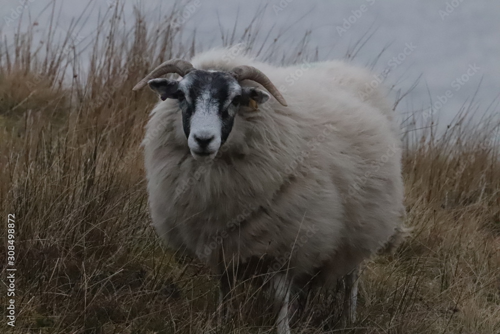 Obraz premium sheep in field