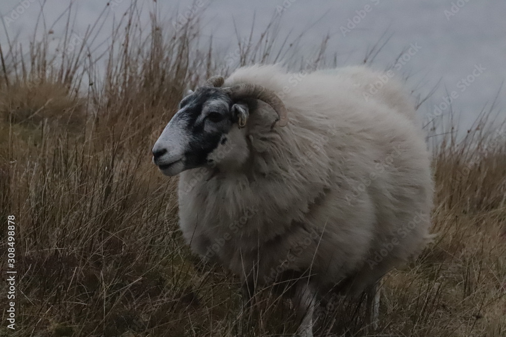 Fototapeta premium sheep in a field