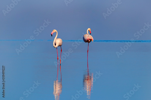 Wild african birds. Two birds of pink african flamingos  walking around the blue lagoon on a sunny day