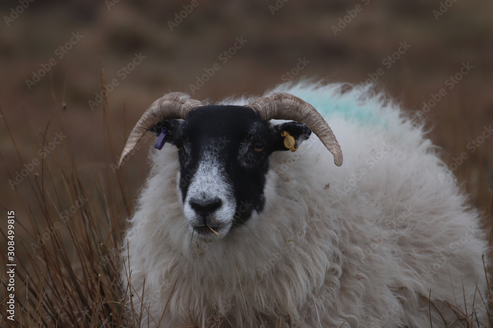 Obraz premium portrait of a sheep