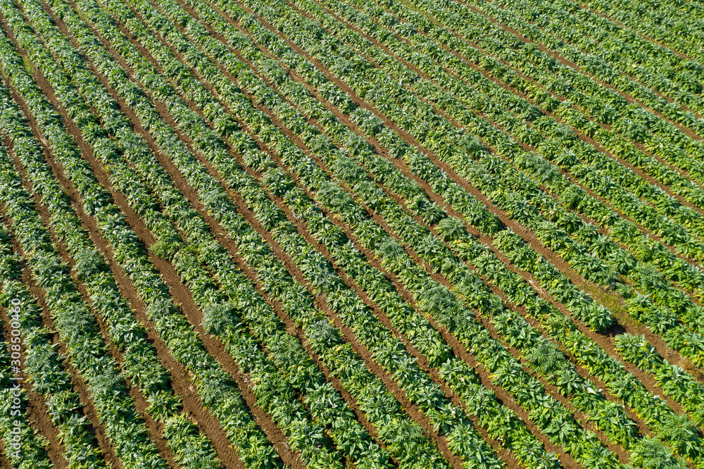 Artichoke field ready for picking, Aerial image. Artichoke field ready for picking, Aerial image.