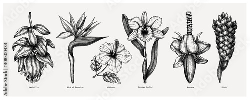  Tropical flowers sketches collection. Vector illustrations of exotic flowering plants - Medinilla  bird of paradise  hibiscus  orchid  ginger  banana flowers. Hand drawn floral design elements.