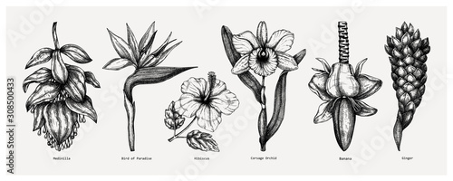  Tropical flowers sketches collection. Vector illustrations of exotic flowering plants - Medinilla, bird of paradise, hibiscus, orchid, ginger, banana flowers. Hand drawn floral design elements.