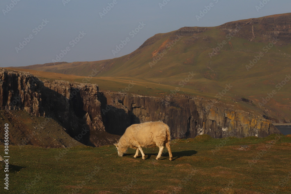 Fototapeta premium sheep in mountains