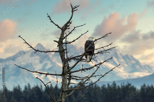 Elegant Bald Eagle in a tree with mountains in background photo