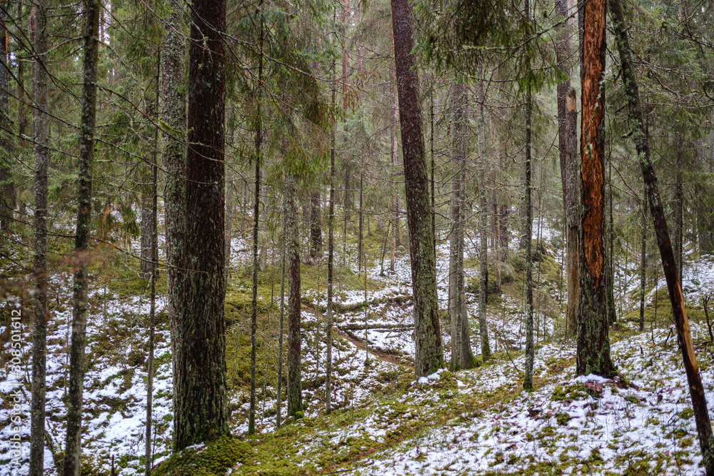 Fototapeta premium moss covered pine and spruce treeforest in winter with some earlie snow
