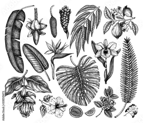  Tropical plants, exotic flowers, citrus fruits, palm leaves sketches collection. Vector illustrations of tropical flowering plants. Hand drawn floral design elements isolated on white background.