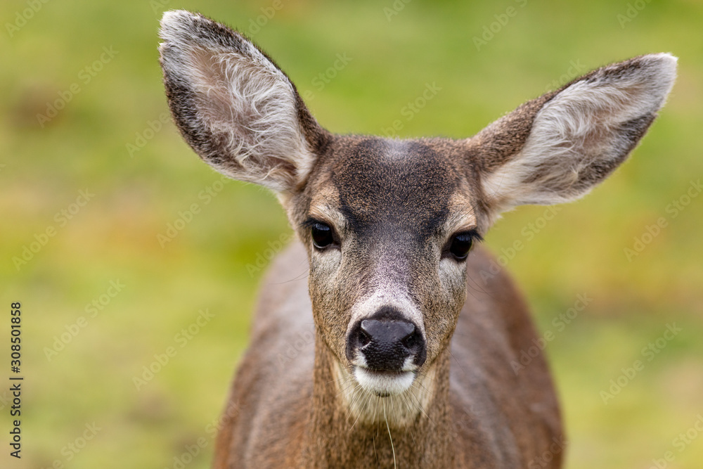 An Inocent Young Deer