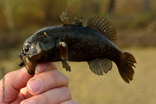 Fototapeta Naklejka Na Ścianę i Meble -  Summer fishing on the lake, Perccottus glenii