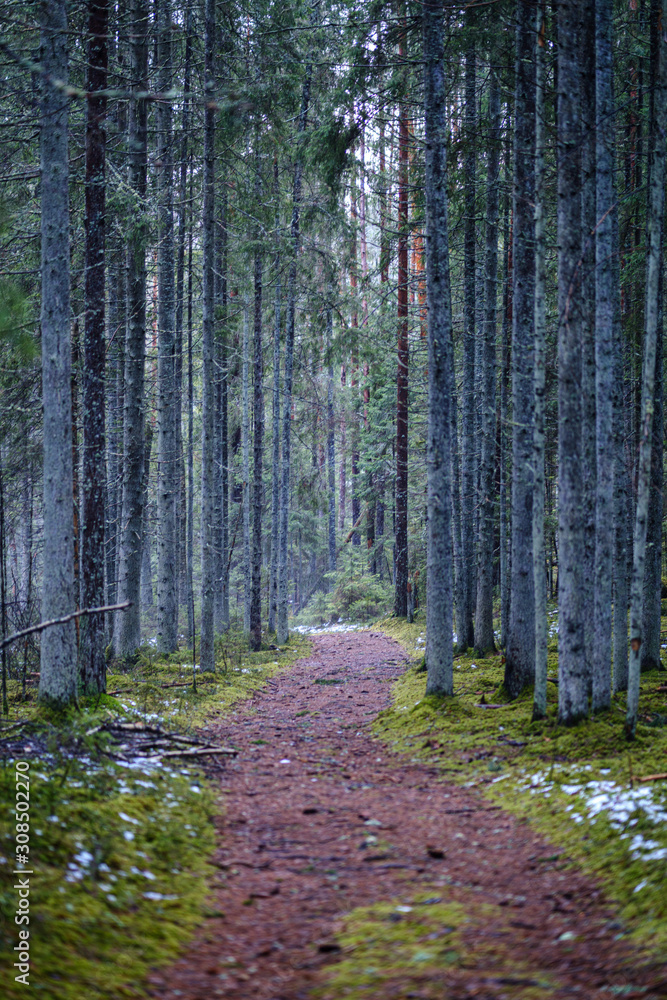 dark forest road in winter with partial snow and green moss dark forest road in winter with partial snow and green moss
