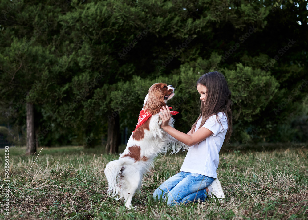 Small brunette girl with Cavalier king charles spaniel, training in park in summer. Girl, wearing blue jeans and white t-shirt, playing with little dog. Small brunette girl with Cavalier king charles spaniel, training in park in summer. Girl, wearing blue jeans and white t-shirt, playing with little dog.