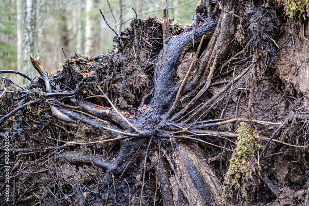 old broken tree trunk stump covered with moss in wet forest old broken tree trunk stump covered with moss in wet forest