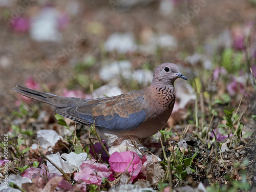 Laughing dove (Spilopelia senegalensis) photo