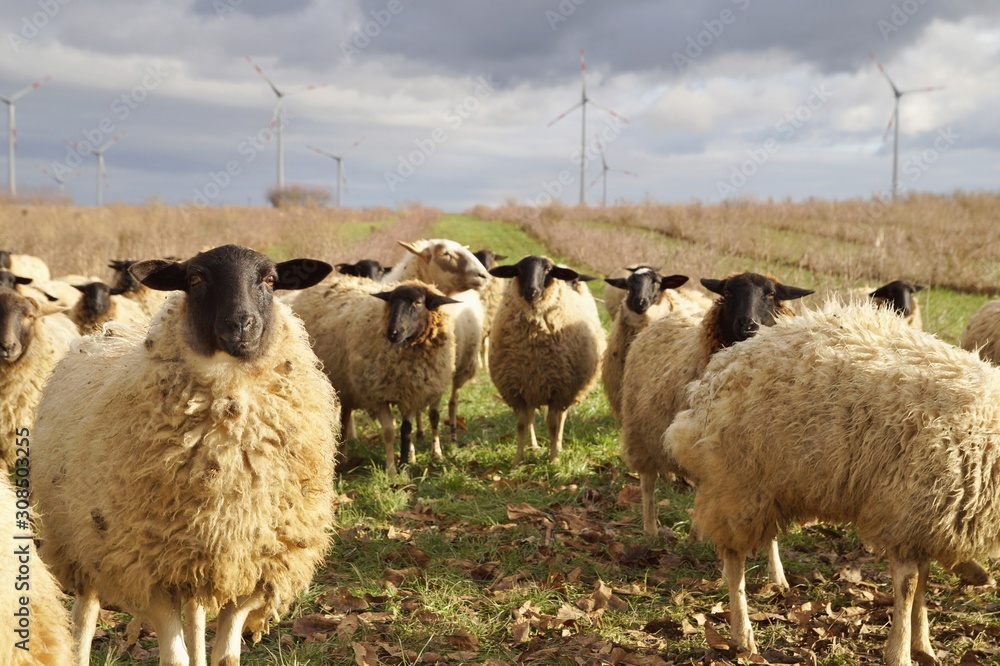 Obraz premium sheep weed control. Grazing Animals as Weed Control Agents. Grazing Sheep Herd in plantation of aronia shrubs and wind turbines background. Aronia chokeberries growing. Agricultural Marketing pictures
